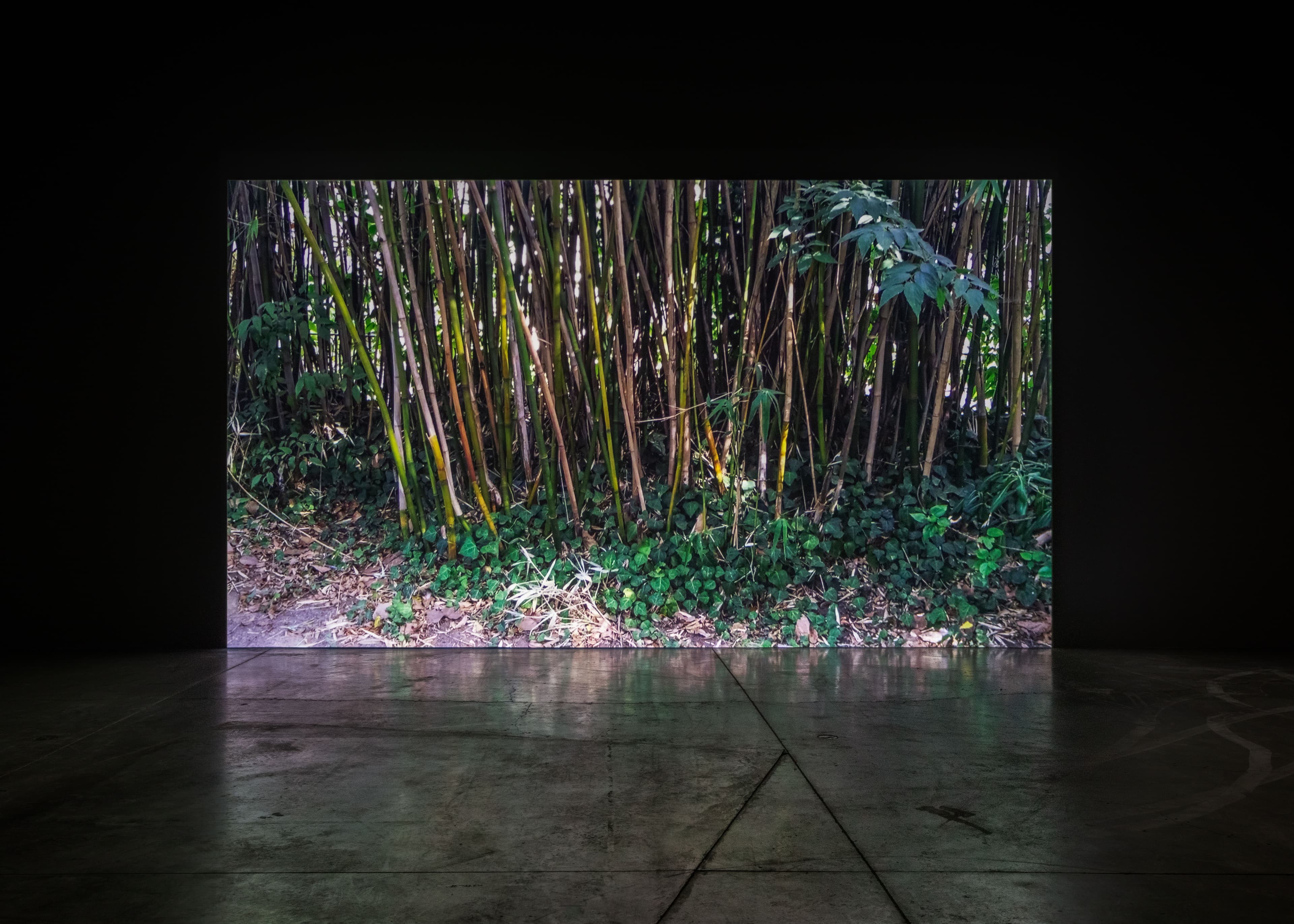 Shelagh Keeley, Jardim do Ultramar / The Colonial Garden, Lisbon, Portugal, 2016.