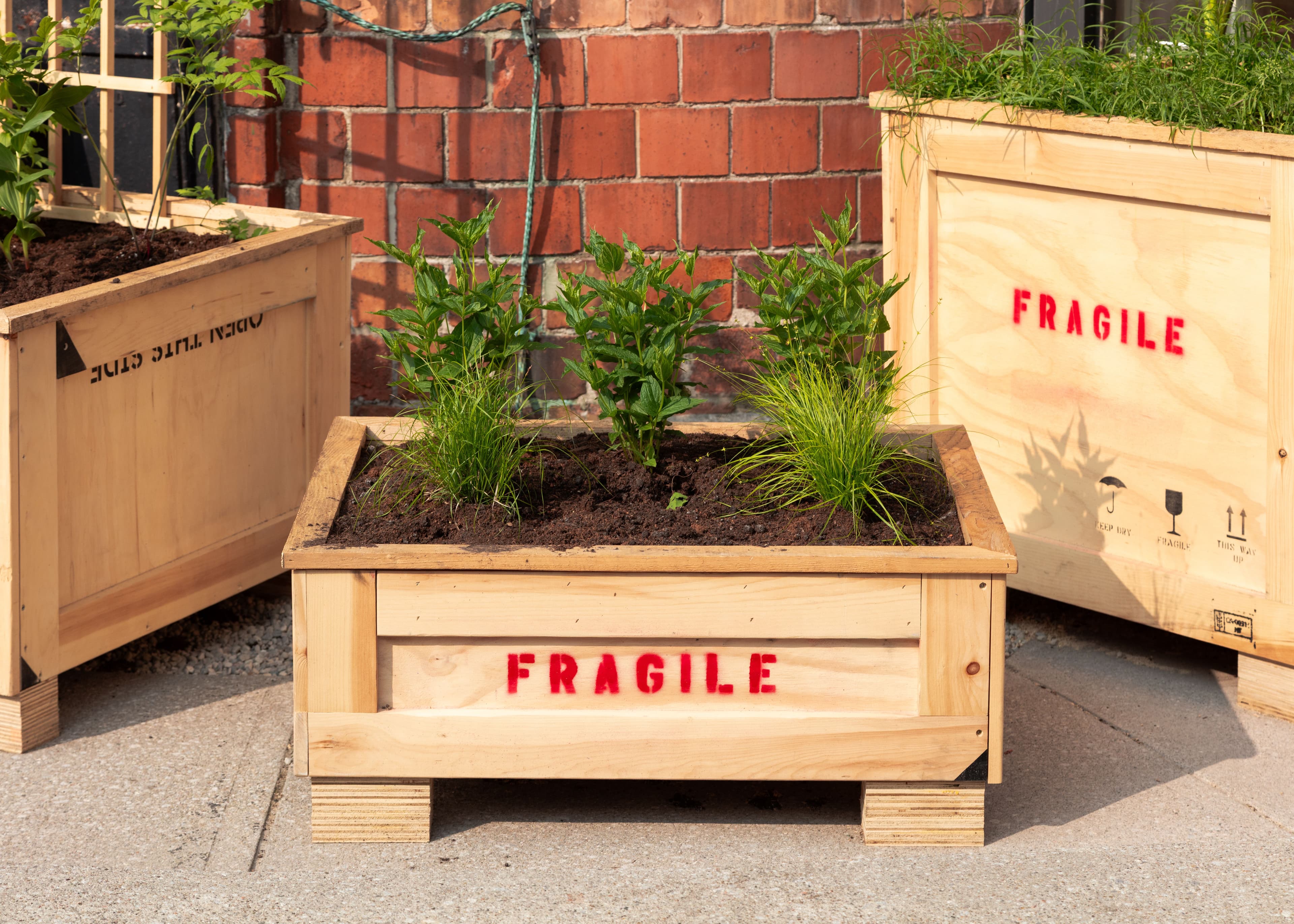 Smokestack Garden 2025: A collaboration between The Power Plant and Bowery Project. Photo: LF Documentation.