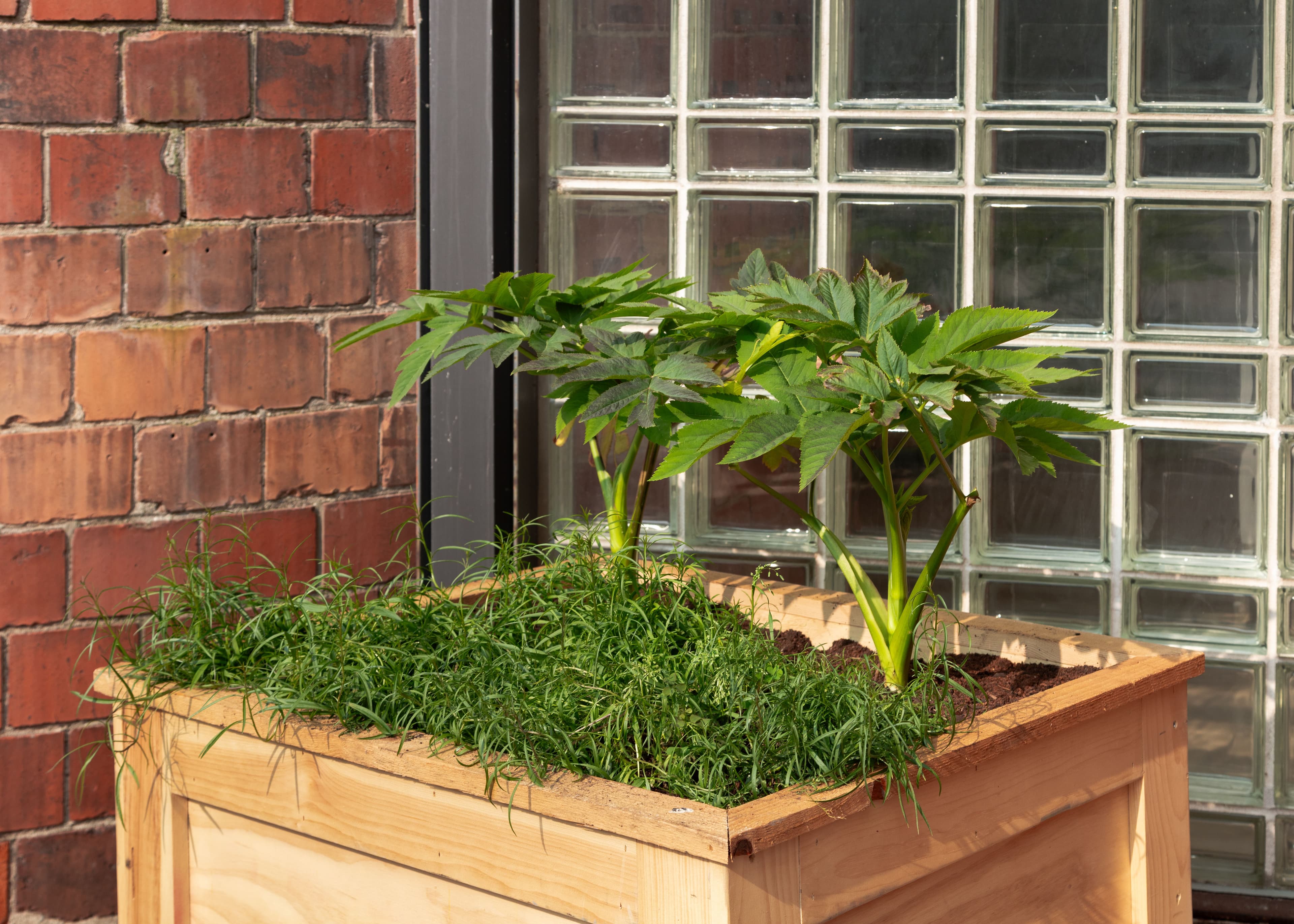Smokestack Garden 2025: A collaboration between The Power Plant and Bowery Project. Photo: LF Documentation.